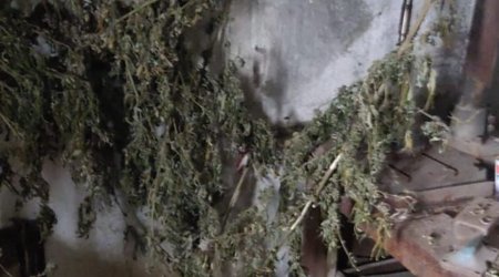 Cannabis and ammunition found in Khankandi