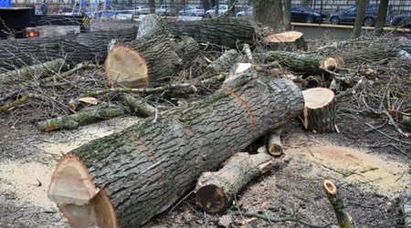 Генпрокуратура взялась за уничтожителей деревьев
