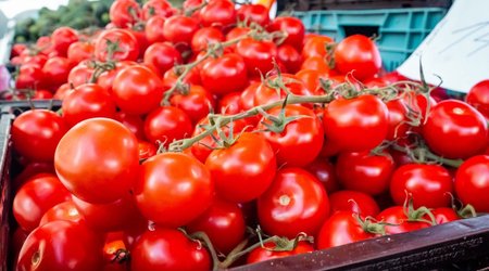 Потребление помидоров населением Азербайджана в 2023 году выросло на 3%