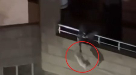 В Баку полиция приняла меры в отношении мужчины, издевавшегося над кошкой