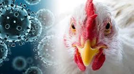 ÜST quş qripinin epidemiya təhlükəsi yaratmadığını deyir