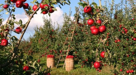 5 meyvə sığortalanan meyvələrin siyahısına əlavə edilib