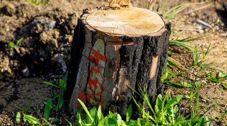 В Баку владелец кафе незаконно вырубил деревья, ущерб оценивается в 11 700 манатов