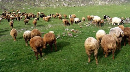 Samuxda vətəndaşın 154 baş xırdabuynuzlu heyvanı oğurlanıb