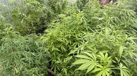 В Сальянском районе задержаны 4 человека за выращивание наркотиков