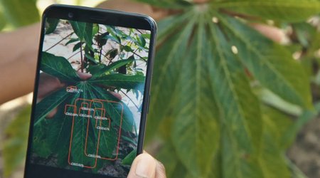 Azərbaycanda bitki xəstəliklərini aşkar edən mobil tətbiq yaradılıb