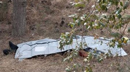 Tut yığmaq üçün ağaca çıxan kişi yıxılaraq ölüb