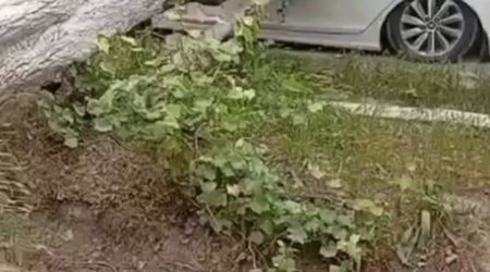 Salyanda güclü külək ağacı avtomobilin üstünə aşırıb