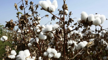 Azerbaijan’s cotton fibre exports down 18%
