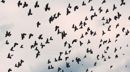 Latviyadan Azərbaycana diri quş və quşçuluq məhsullarının idxalına məhdudiyyət qoyulub