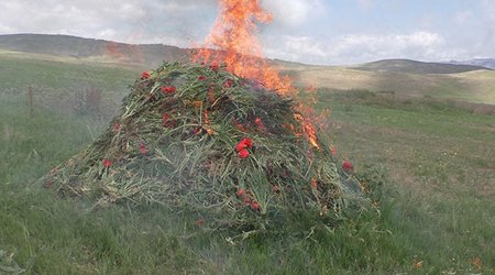 В Ярдымлинском районе уничтожено более 9 тысяч кустов мака