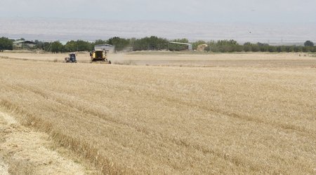 В Азербайджане собрано около 1,85 млн тонн зерна