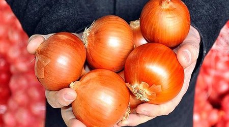 AQTA Rusiyadan gətirilən 639 ton soğanı məhv edib - Səbəb