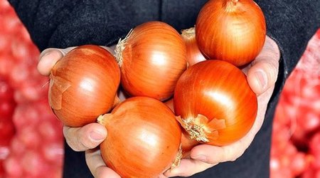 Azerbaijan destroys 639 kg of Russian-imported onion rings over bacterial contamination
