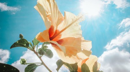 В Азербайджане жара до +41 °C сохранится до 23 июля