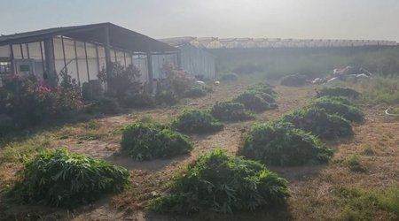 В Баку в теплице с помидорами обнаружено 881 кг наркотиков