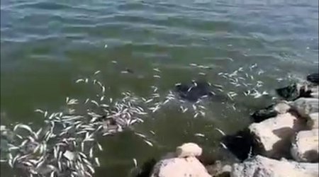 Cəlilabadda göldə balıqlar kütləvi tələf olub