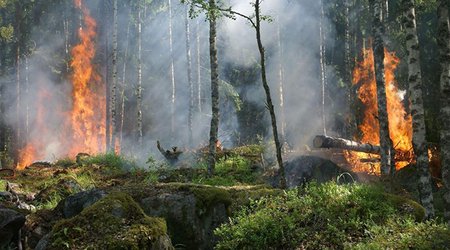 FHN meşə yanğınlarına qarşı əhalini ehtiyatlı olmağa çağırıb