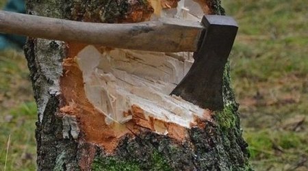 В Азербайджане срубили деревья на 165 000 манатов