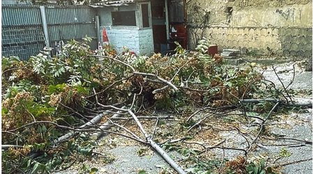 Bakıda ağacların kəsilməsi faktı üzrə 4 nəfər saxlanılıb