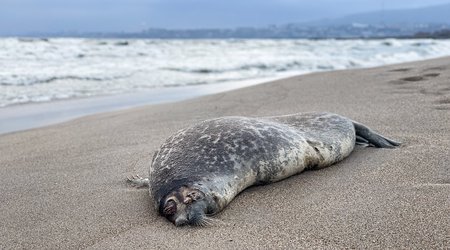 Dead seals found on Azerbaijan’s Caspian coast