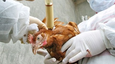 Astarada heyvanlar arasında dabaq xəstəliyi yayılıb
