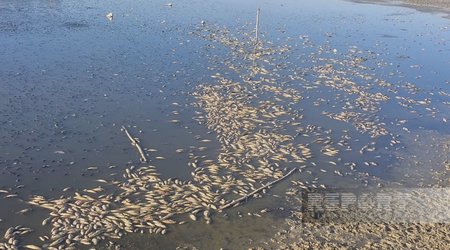 Culfada su anbarında balıqlar kütləvi şəkildə tələf olub
