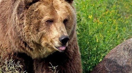 Naxçıvanda ayı insanlara hücum edib, xəsarət alan var