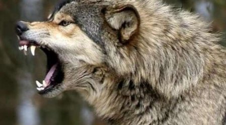 Kürdəmirdə canavarlar kəndə hücum etdi: bir ailənin 16 qoyunu tələf olub