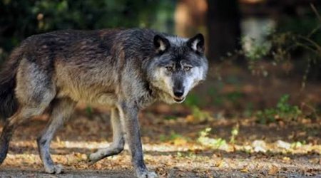 Волки атаковали кюрдамирское село, растерзаны 16 голов скота
