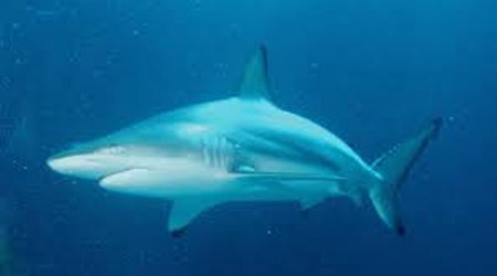 Shark nearly bites off tourist’s fingers in the Maldives