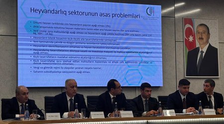 Zaur Əliyev : Azərbaycanda heyvandarlıq sektorunda sistemli problemlər qalıb