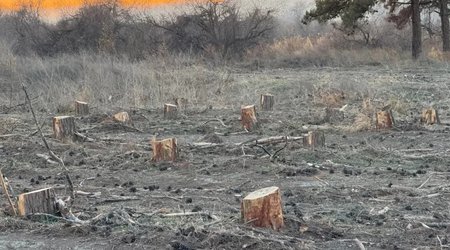 Dörd rayonda yaşıllıqlar qanunsuz kəsilib, təbiətə 300 min manata yaxın ziyan dəyib