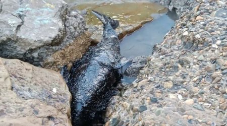 Сотни дельфинов погибли от разлива мазута