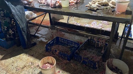 Xırdalanda 2 min ev quşunun qanunsuz kəsildiyi sexin fəaliyyəti məhdudlaşdırılıb