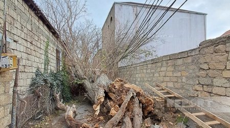Bakıda külək ağacı elektrik xəttinin üzərinə aşırıb