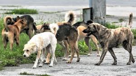 Bakıda insanlar cinayətkarlardan yox, küçə itlərindən qorxur - Deputat