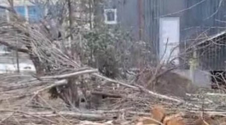 Tovuzda ağaclarının qırılması ilə bağlı araşdırma aparılır