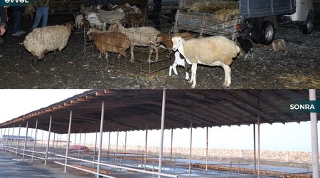 Biləsuvar heyvan bazarı yenidən fəaliyyətə başlayıb