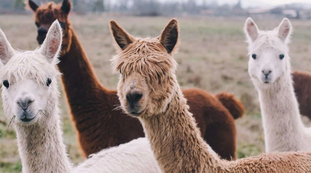 Llamas foil theft attempt on UK farm