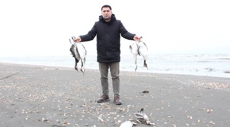 Xaçmazda batağan quşlarının kütləvi ölümü qeydə alınıb