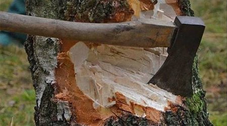 Bakı və Sumqayıtda ağacların qanunsuz kəsilməsi faktları aşkar olunub