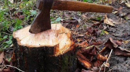 Bakı, Sumqayıt, Qax və Samuxda yaşıllıqlara 63 min manatdan çox ziyan vurulub