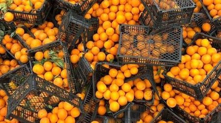 Nə üçün sitrus meyvələri hələ də Avropa bazarlarına çıxmır? - Deputat