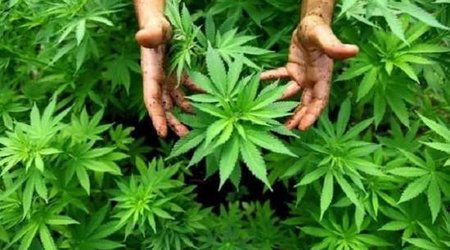 В Азербайджане выявлено 1,765 преступлений, связанных с наркотиками за январь–февраль