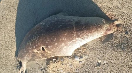 About 100 dead seals wash up on the Caspian shore in Kazakhstan