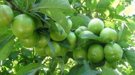 Bu il bazarlarda alça “qıtlığı” gözlənilir