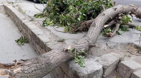 Oğuzda təbiətə 5 000 manatlıq ziyan vuran şəxs saxlanıldı