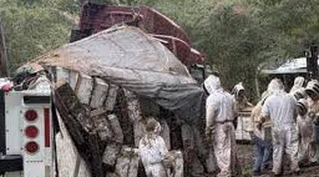 Texasda iki milyon arı daşıyan yük maşını aşıb