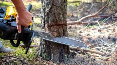 Экологи выявили незаконную вырубку растительности в Баку и регионах